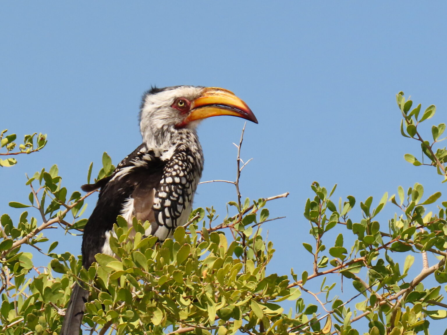 Etosha Tucano