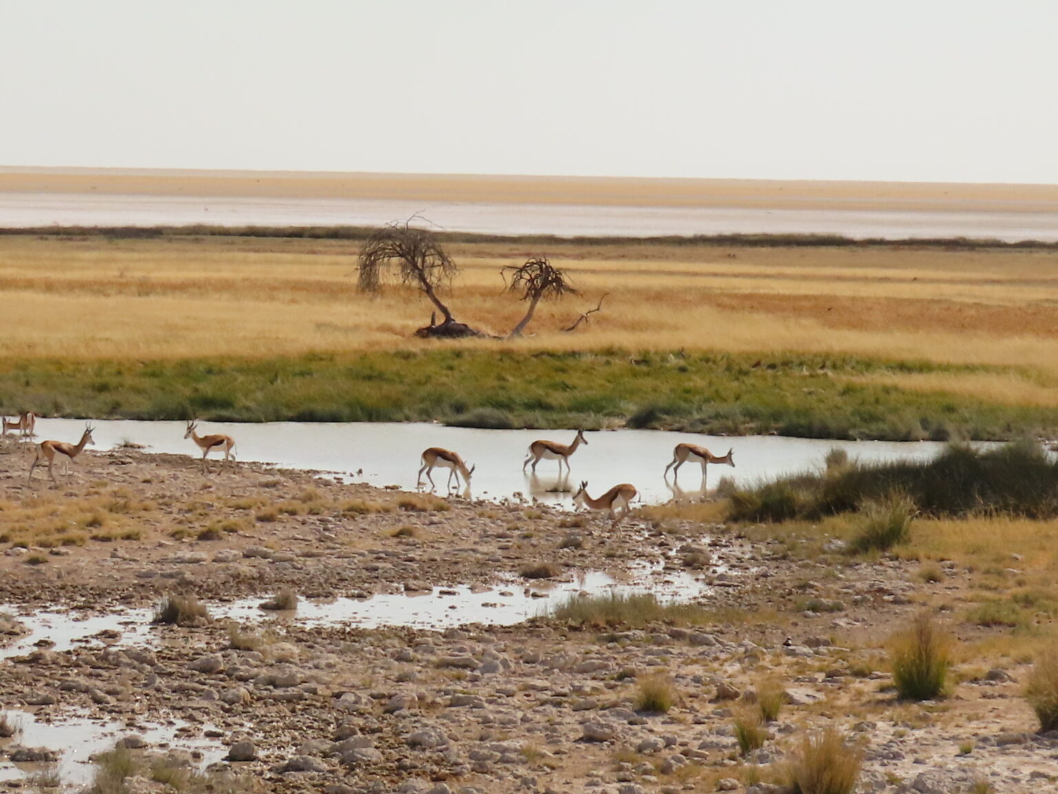 Etosha gazelas