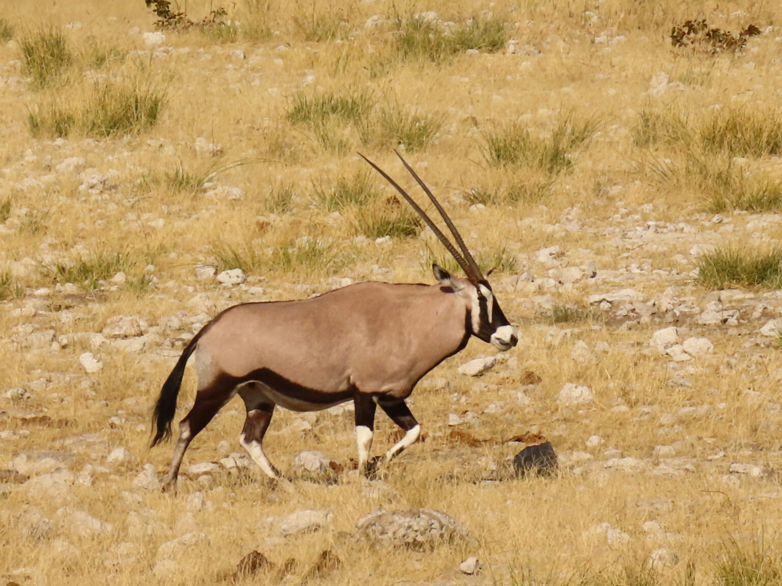 Etosha orix