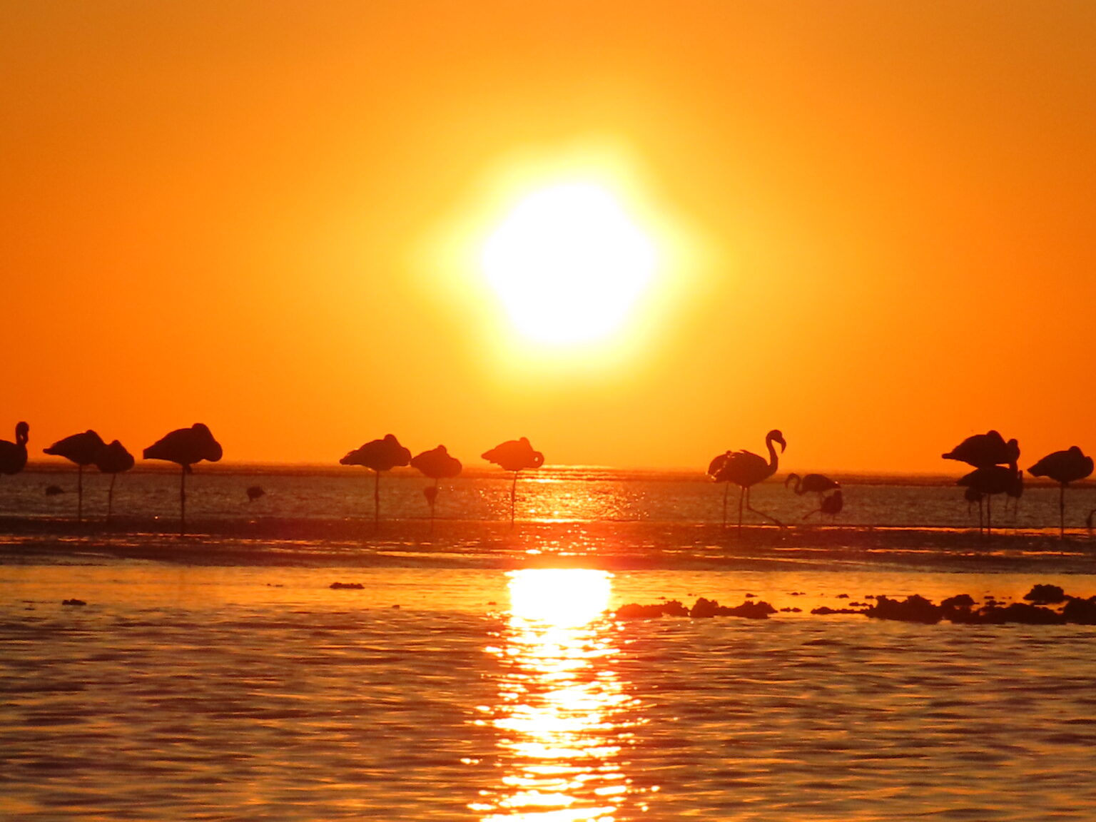 Walvis Bay flamingos por do sol