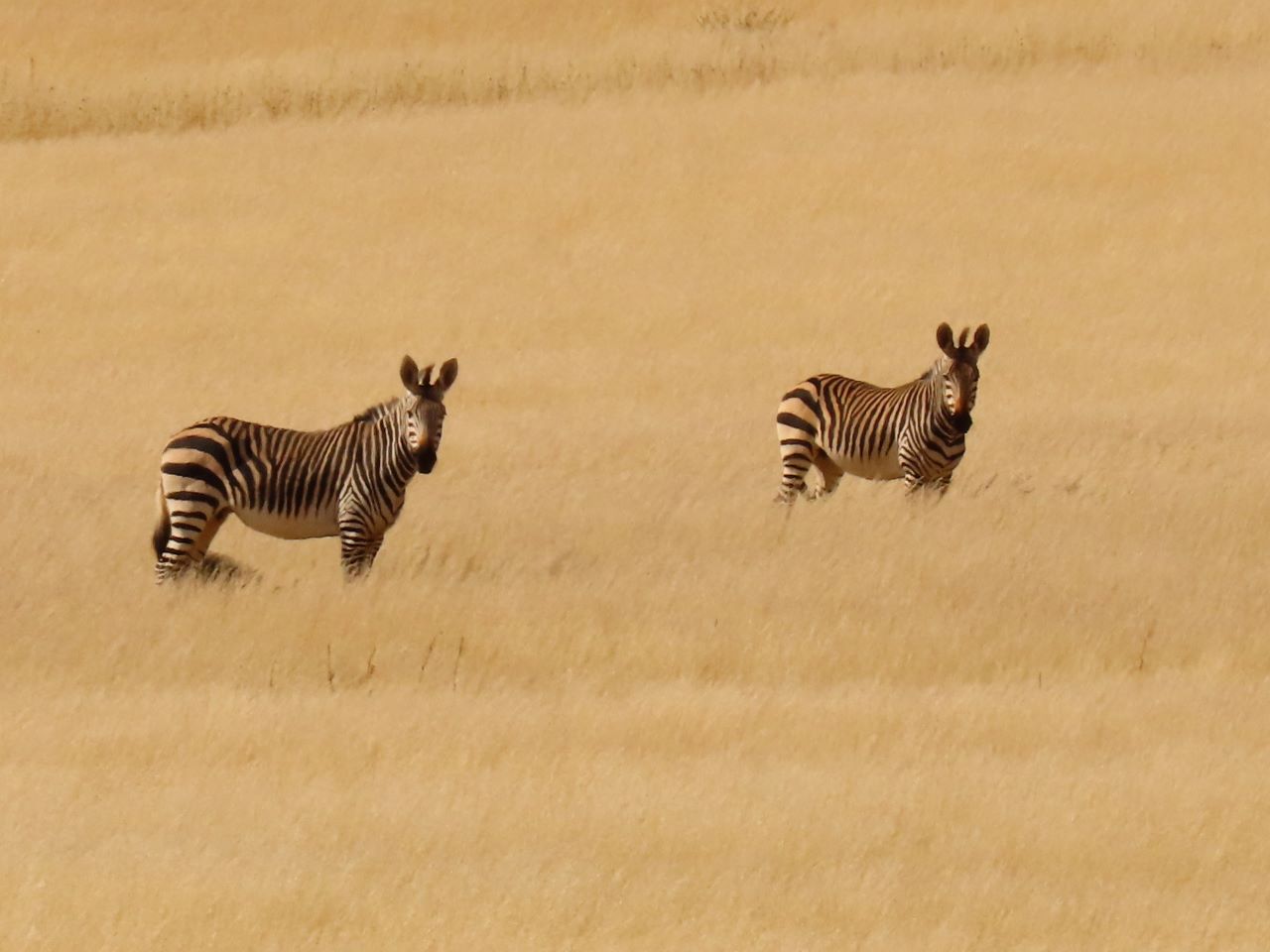 Zebras deserto